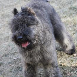 Bouvier des Flandres from Windswept Bouviers