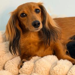 Evee - Dachshund