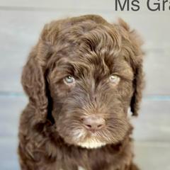 Girl 3 - Brown Bernedoodle puppy in Zephyrhills, Florida from Doodles of Tampa Bay