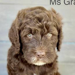Girl 3 - Brown Bernedoodle puppy in Zephyrhills, Florida from Doodles of Tampa Bay