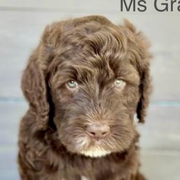 Girl 3 - Brown Bernedoodle puppy in Zephyrhills, Florida from Doodles of Tampa Bay