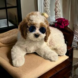 Poodle Puppies from Dave Poodles