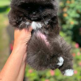 URSULA - Black female Pomeranian puppy in Willis, Texas from Treasured Jewels Pomeranians