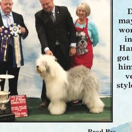 Harley  - Old English Sheepdog