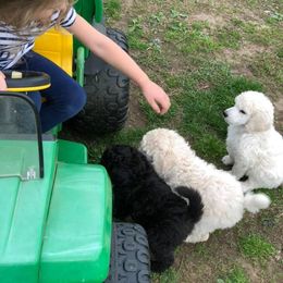Poodle Puppies from D and D Standard Poodles