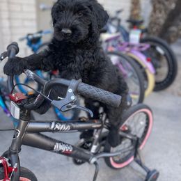 Giant Schnauzer Puppies from Olympian Giant Schnauzers