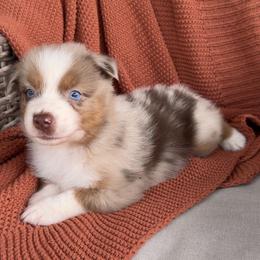 Cedar - Red merle male Australian Shepherd puppy in Oxford, Florida from SoCo Aussies