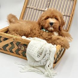 Boy 4 - male Cavapoo puppy in Falmouth, Michigan from Dyer Lake Newfoundland’s