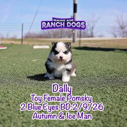 Dally - Black and white female Pomsky puppy in Humeston, Iowa from M.A.R. Dogs