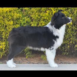 Sly - Blue merle male Border Collie puppy in Dunn, North Carolina from Coylety Kennel