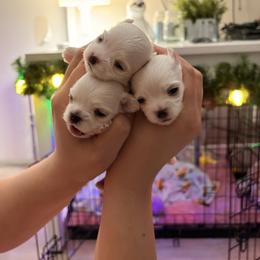 Maltese Puppies from B&O Maltese