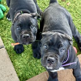 Purple Collar Black Male - Black male Cane Corso puppy in Mc Ewen, Tennessee from Worldwide Kennels