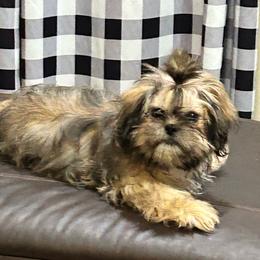 Casey - Sable female Shih Tzu puppy in Hickory, North Carolina from PAWSitive Breeders of the Carolinas