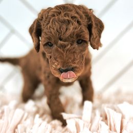 Goldendoodle Puppies from Goldendoodle Utah
