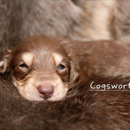 Cogsworth - Chocolate and cream male Dachshund puppy in Canton, Ohio from Rissas CrAz Critters