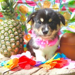 Anastasia - White and black female Pembroke Welsh Corgi puppy in Valley, Washington from Corgis of the Mountain Valley