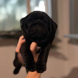 Wilson - Black male Pug puppy in Grants Pass, Oregon from Malta Pugs