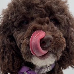 Kelce - Poodle