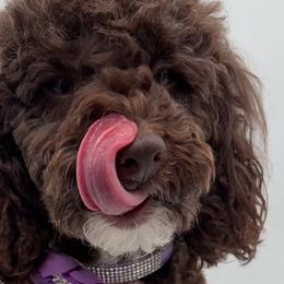Kelce - Poodle