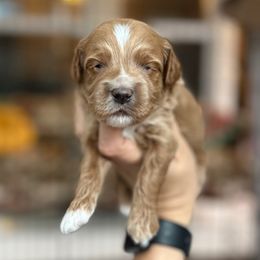 Luke - Red  male Goldendoodle puppy in Aubrey, Texas from The Parrish Doods