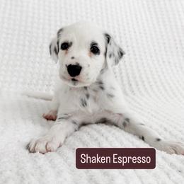 Shaken Espresso - LUA long coat - White and black male Dalmatian puppy in Davenport, Florida from Sunny Jewels Dalmatians