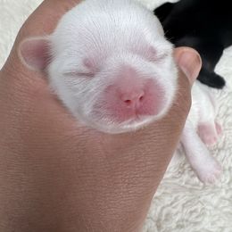 Keiko - White female Shih Tzu puppy in Orange, California from Shih Tzu Hauz
