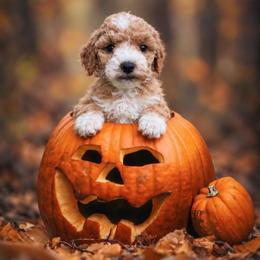 Duncan - Red  male Goldendoodle puppy in Roseburg, Oregon from Dbos Furry Friends