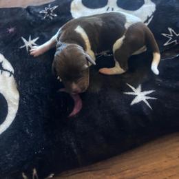 Ellie - Liver and white female German Shorthaired Pointer puppy in Conroe, Texas from Third Coast Pointers