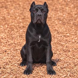 Yellow Collar Girl - Black female Cane Corso puppy in Gorman, Texas from McOmber Country Kennels