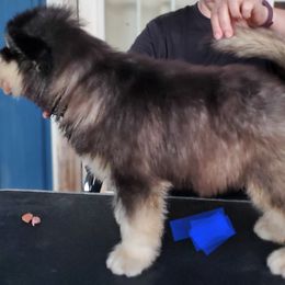 Alaskan Malamute Puppies from Coon Creek Alaskan Malamutes