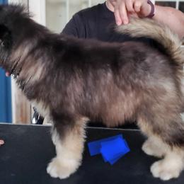 Alaskan Malamute Puppies from Coon Creek Alaskan Malamutes