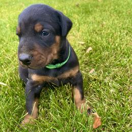 Green - Black and rust male Doberman Pinscher puppy in Cheney, Washington from European Dobermans by Diana