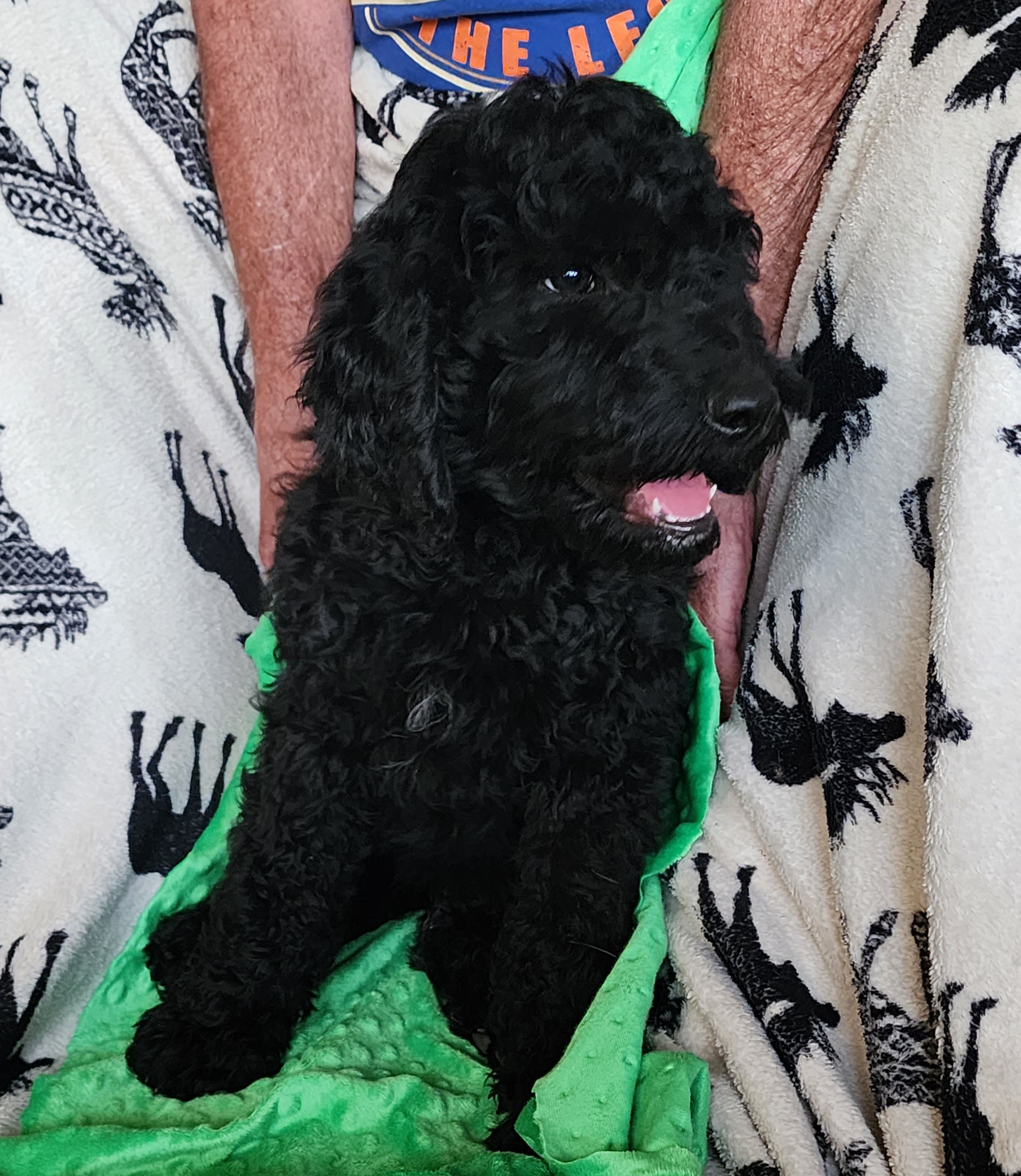 McGee (Mac) - Black Australian Labradoodle puppy in Molalla, Oregon from TBM Farms