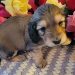Dachshund Puppies from CLARK'S BREEDING PROGRAM