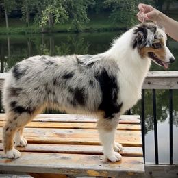 Australian Shepherd Puppies from Lk Michigan BIS Champion Aussies