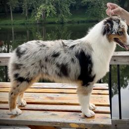 Australian Shepherd Puppies from Lk Michigan BIS Champion Aussies