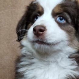 Red Tri - Red tri Miniature Australian Shepherd puppy in Omak, Washington from Willow Flats Kennels