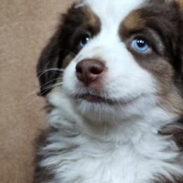 Red Tri - Red tri Miniature Australian Shepherd puppy in Omak, Washington from Willow Flats Kennels