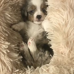 Toy Australian Shepherd Puppies from Roses Halfpint Ranch