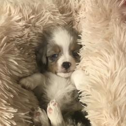 Toy Australian Shepherd Puppies from Roses Halfpint Ranch