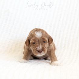 Red Collar Boy - Caramel male Australian Labradoodle puppy in Thousand Oaks, California from Lovely Doodle Lane