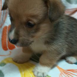 Pembroke Welsh Corgi Puppies from Episode Corgis