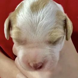 Krystal girl 3 - Orange and white female Brittany puppy in Floyd Knobs, Indiana from Cross Creek Brittanys