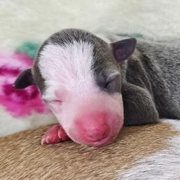 Girl 1 - female Italian Greyhound puppy in Cadwell, Georgia from All The DoDa Day Italian Greyhounds