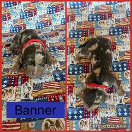 Banner - Red merle male Catahoula Leopard Dog puppy in Forbes, Minnesota from North Country Catahoulas