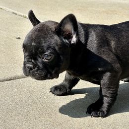 French Bulldog Puppies from Churchill Frenchies
