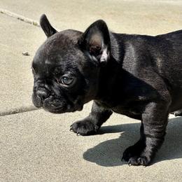 French Bulldog Puppies from Churchill Frenchies