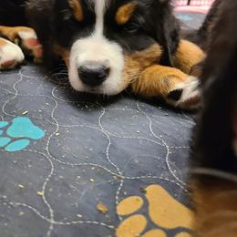 Bernese Mountain Dog puppies from MSM Bernese Mountain Dogs