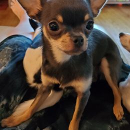 Chihuahua Puppies from Fine Whines & Lickers