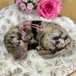 Oreo- Pink Collar - Merle female Goldendoodle puppy in Bay City, Texas from Charming Doods Goldendoodles